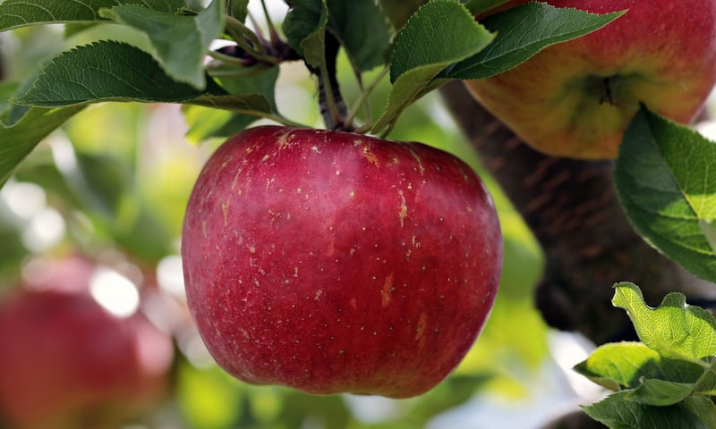 Apple and tape measure